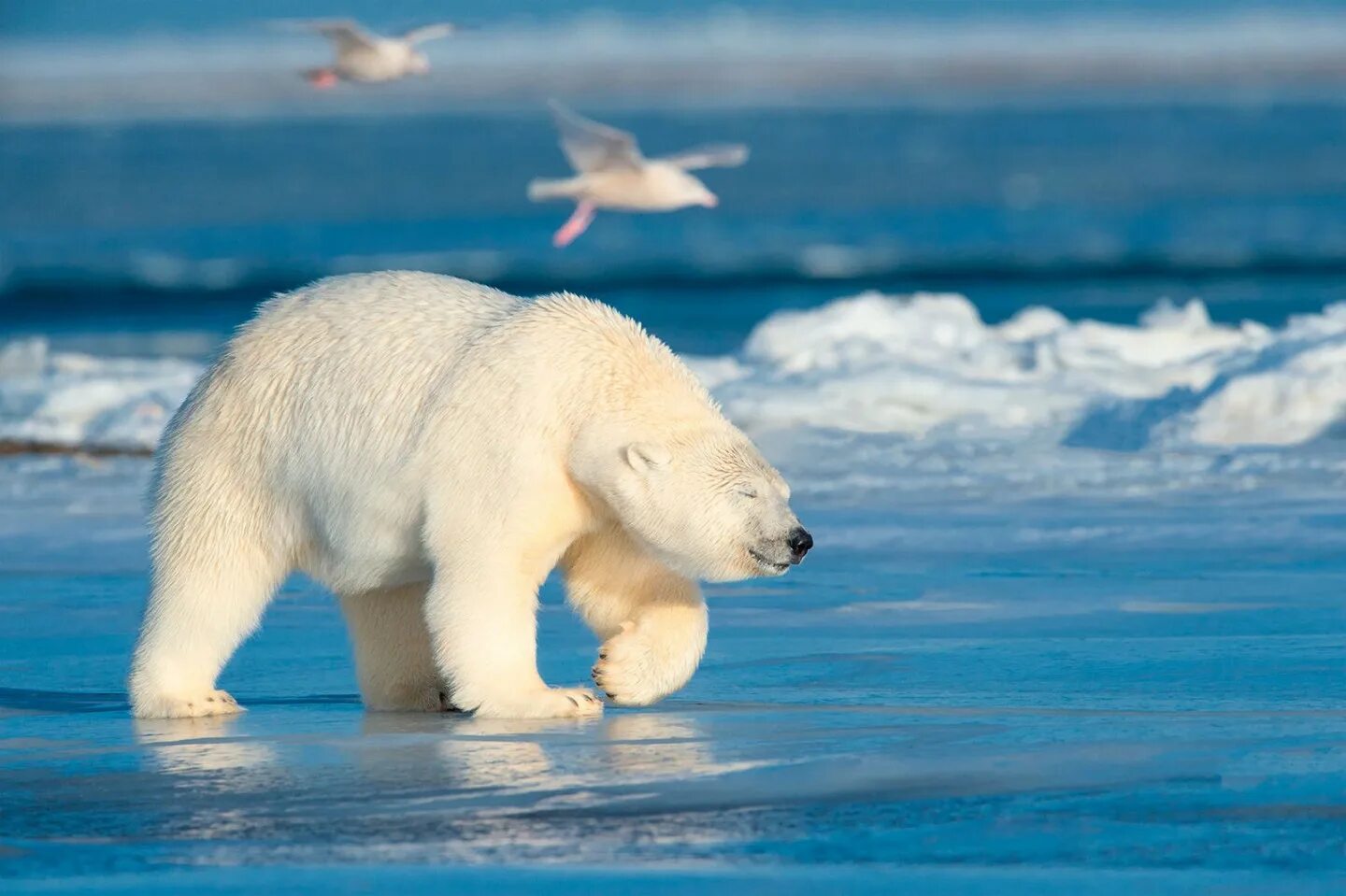 Белый медведь арктических пустынь. Белый медведь Ursus maritimus. Белый медведь (Карско-Баренцевоморская популяция). Северный Ледовитый океан белый медведь.