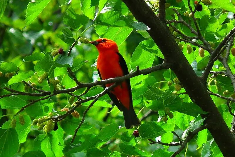 There birds are the tree. Птицы на дереве. птица в зеленом дереве. птицы в городе. bird on tree.