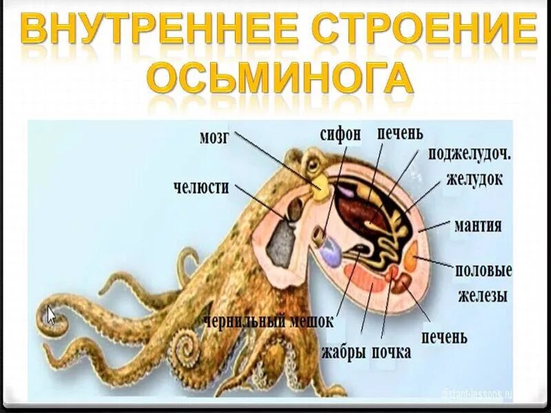 Головоногие моллюски строение биология. Наружное строение головоногих моллюсков. Внутреннее строение головоногих моллюсков осьминог. Строение сердца головоногих моллюсков.