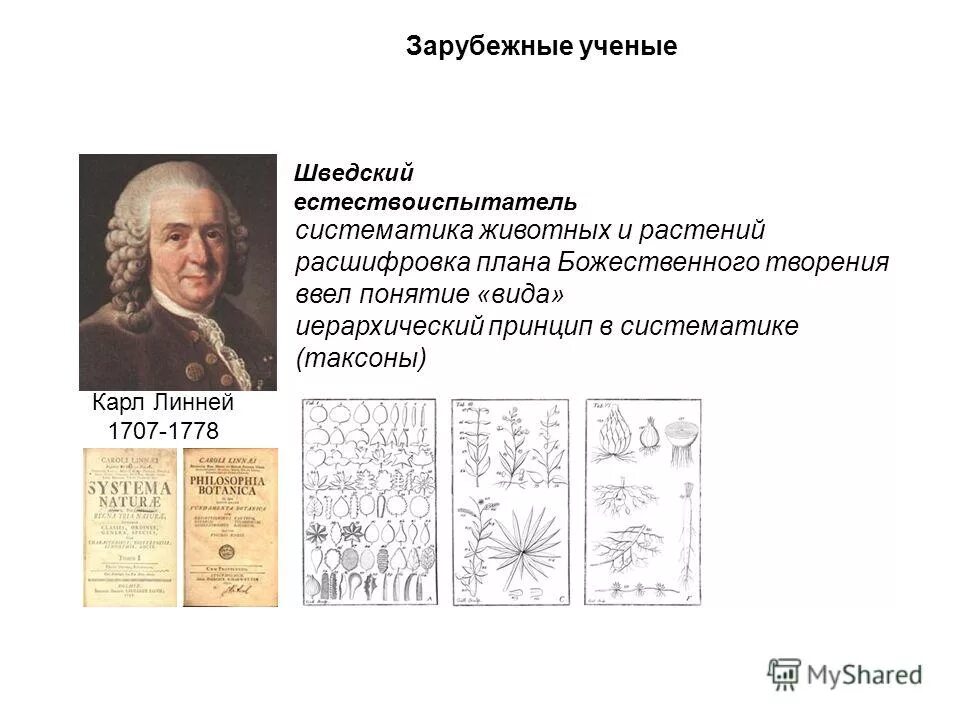 кто заложил основы научной систематики. система природы 1735 линней. ученый заложивший основы систематики. великий ученый, основоположник систематики. история развития систематики.