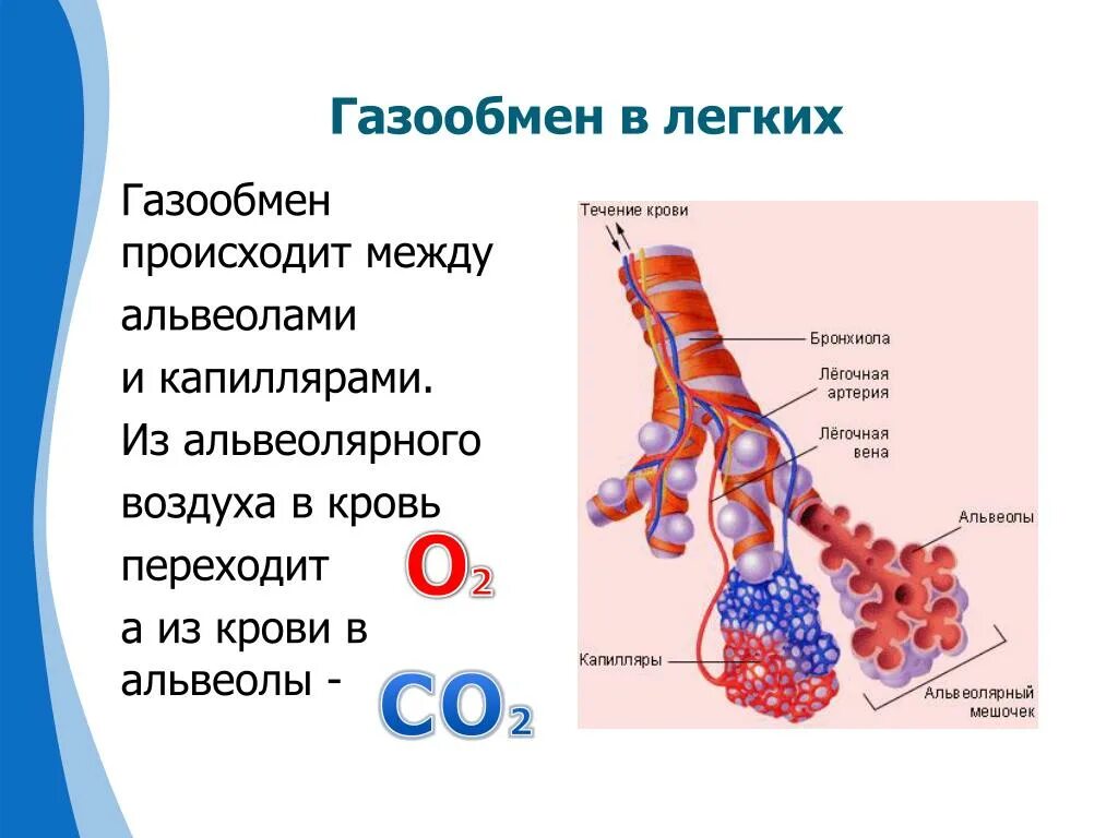 Дыхательная система альвеола газообмен. Строение ткани альвеолы. Газообмен в альвеолах легких. Строение альвеолы газообмен.