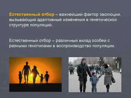 Популяция естественный отбор
