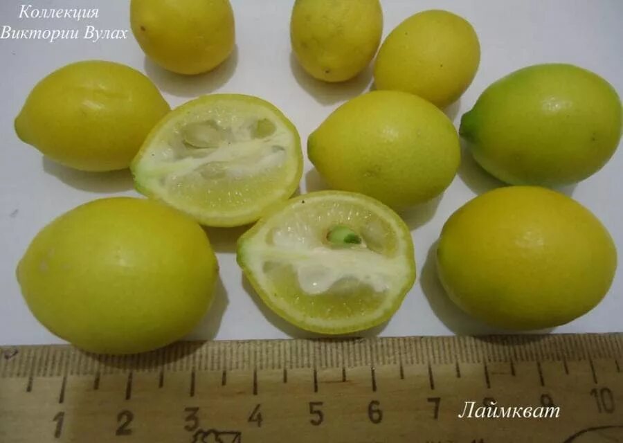 Цитрус лимонелла Лаймкват. Лаймкват гибриды цитрусовых. Лаймкват Юстис плод. Лаймкват лейкленд