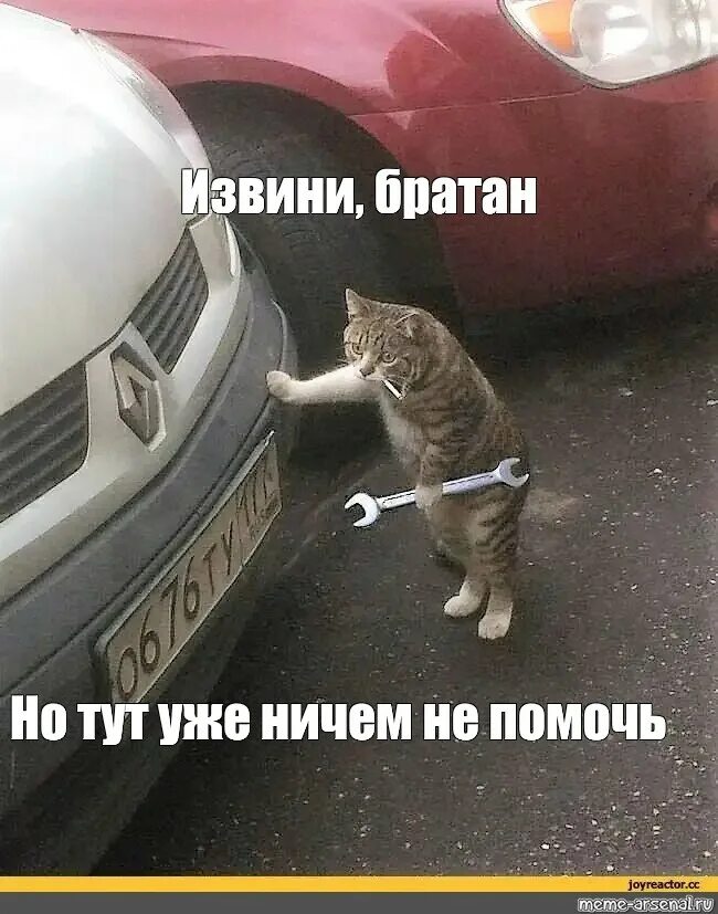 Чини кота