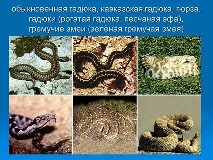 Змеи относятся к пресмыкающимся