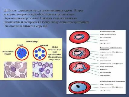 Цитоплазма эритроцита