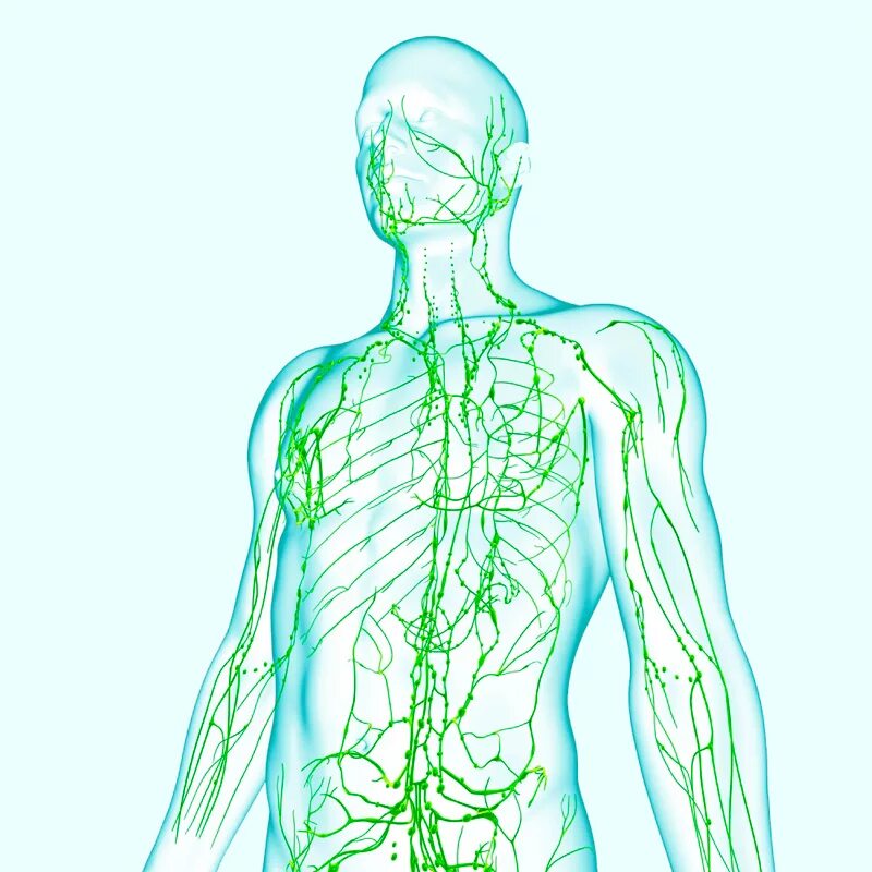 Гиреххои лимфатики. Лимфатическая система человека. Лимфа анатомия. Лимфатическая система 3д. Рисунок лимфатической системы