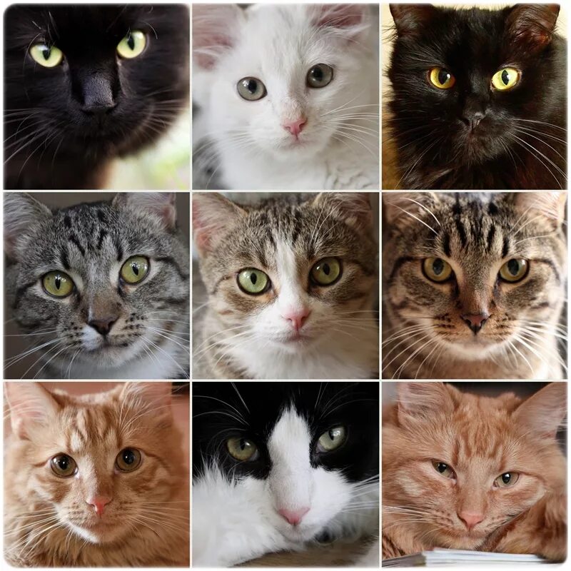 9 Кошек. Кошачья жизнь. 9 В кошачьих. Девять жизней кошки. Кошечки 9