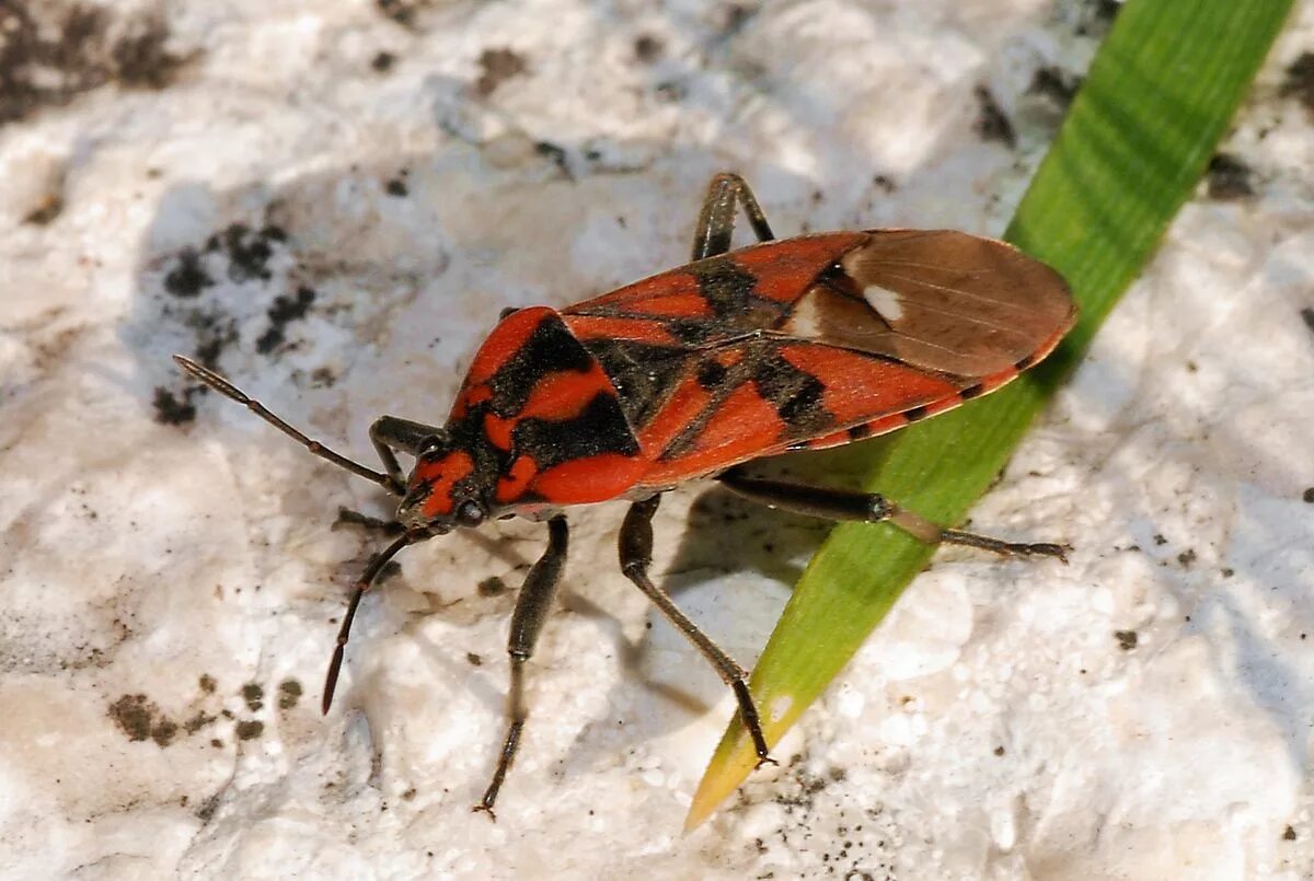 Клоп-солдатик – Pyrrhocoris apterus. Жук пожарник клоп солдатик. Жук наземник обыкновенный. Жук наземник клоп.