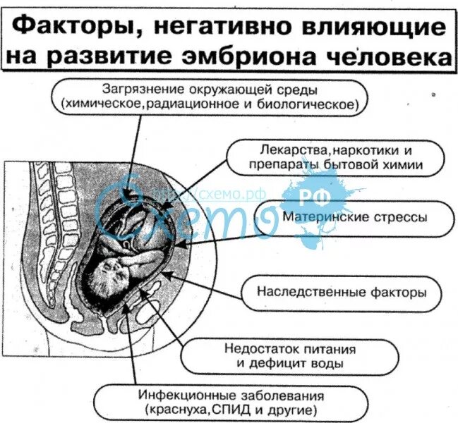 Влияние окружающей среды на развитие организмов. Влияние внешних условий на развитие зародыша. Влияние факторов окружающей среды на развитие эмбриона и плода.. Влияние факторов внешней среды на развитие зародыша. Схема влияние факторов среды на развитие плода.