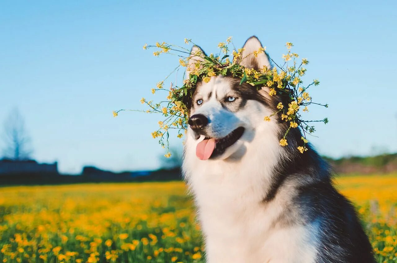 Сибирский хаски щенки. Хаски эстетика. Хаски на море. Хаски летом. Хаски летом.