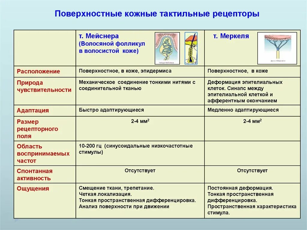 Рецепторы кожи выполняют функцию. Классификация тактильных рецепторов физиология. Таблица свойств рецепторов обеспечивающих тактильные ощущения. Функции основных типов тактильных рецепторов. Функции тактильных рецепторов кожи.