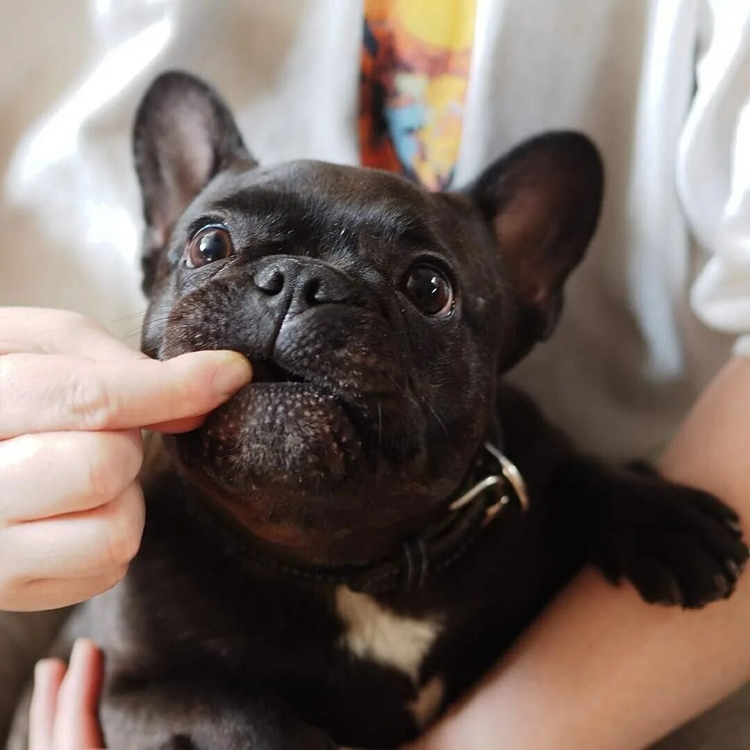 французский бульдог щенок мини. французский бульдог щенок мини. французский бульдог щенок белый. французский бульдог щенок мини. французский бульдог щенок мини.