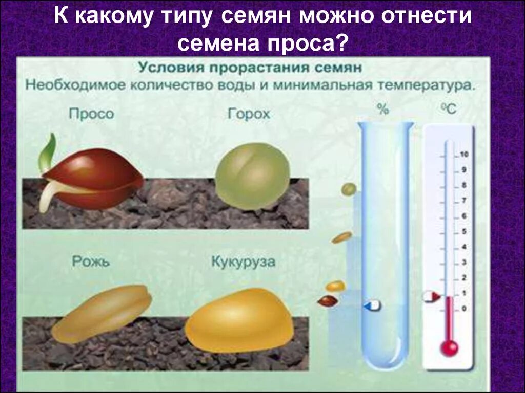 Какие условия необходимы для прорастания семян гороха. Условия прорастания семян. Условия для проращивания семян. Температурные условия прорастания семян. Учловия для пророствгия скмкни.