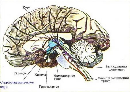 Ядра таламуса гипоталамуса