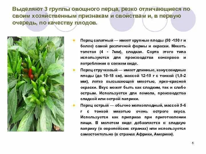Перец группа овощей. Презентация перец таблица. качества перца. особенности строения перца кратко. перец стручковый ботаническое описание.