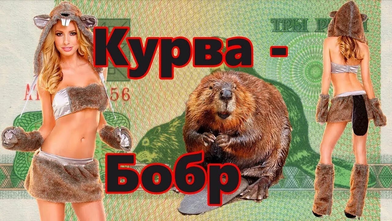 Bobr kurwa ja pierdole jakie bydle. Бобр kurwa. польский бобр. поляк и бобер. bobr kurwa мем.