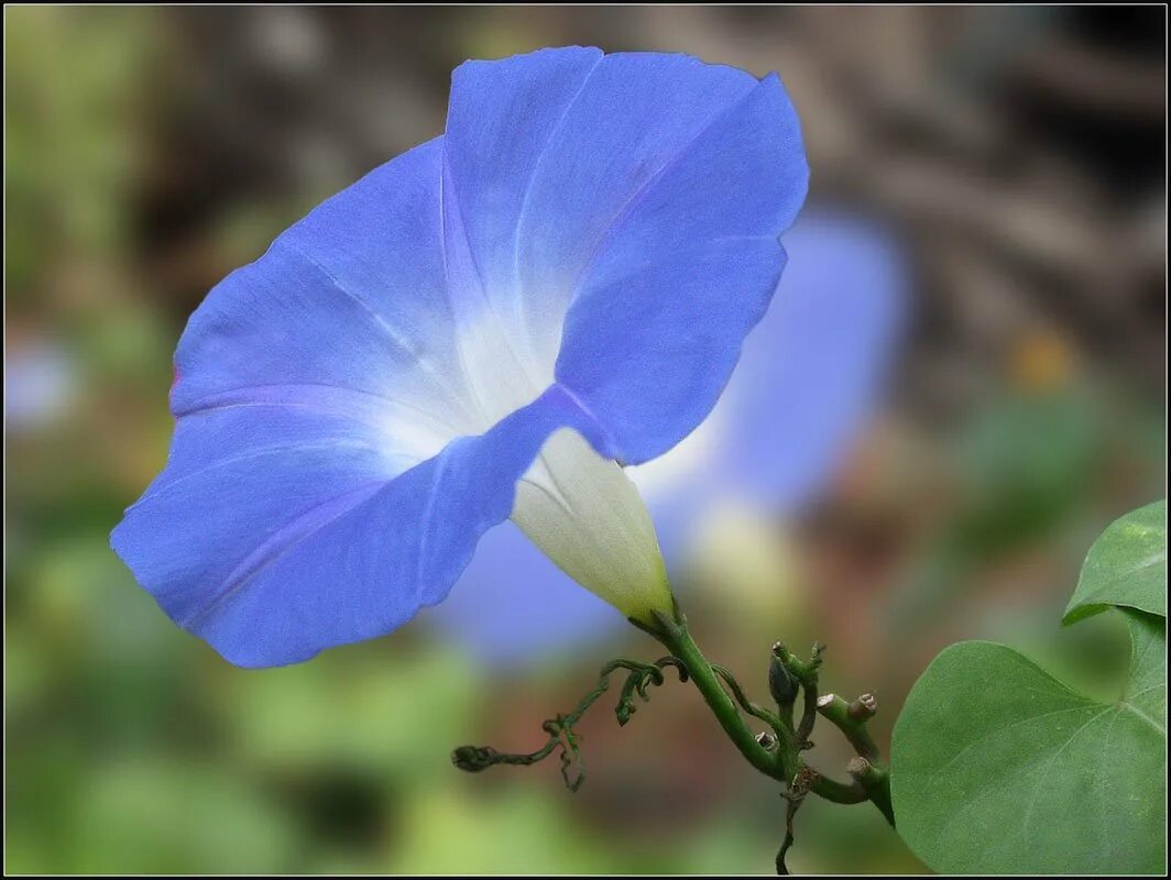 Ипомея (ipomoea). Ипомея пикоти синяя. Convolvulus трехцветный tricolor. Вьюнок голубой лазурит фото. Вьюнок конвольвулюс.