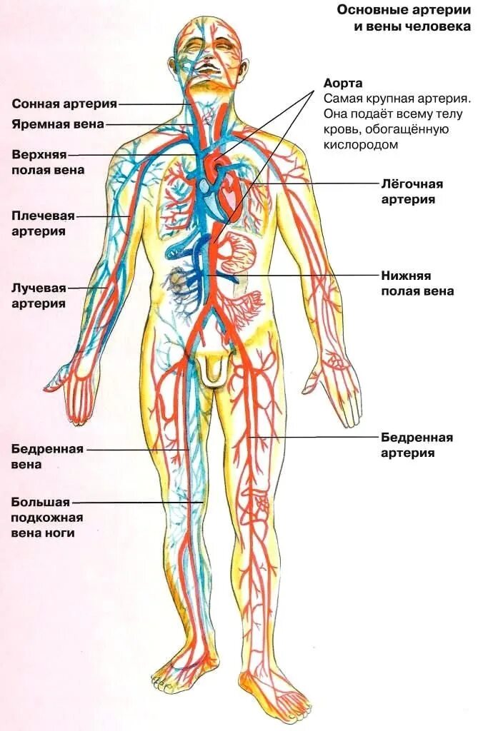 Самая большая вена у человека где находится. Артериальная система схема артерий. Кровеносная система человека вены и артерии. Венозная система и артериальная система. Артериальная и венозная система человека анатомия.