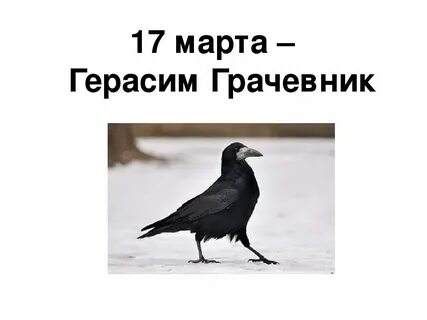 Праздник грачей