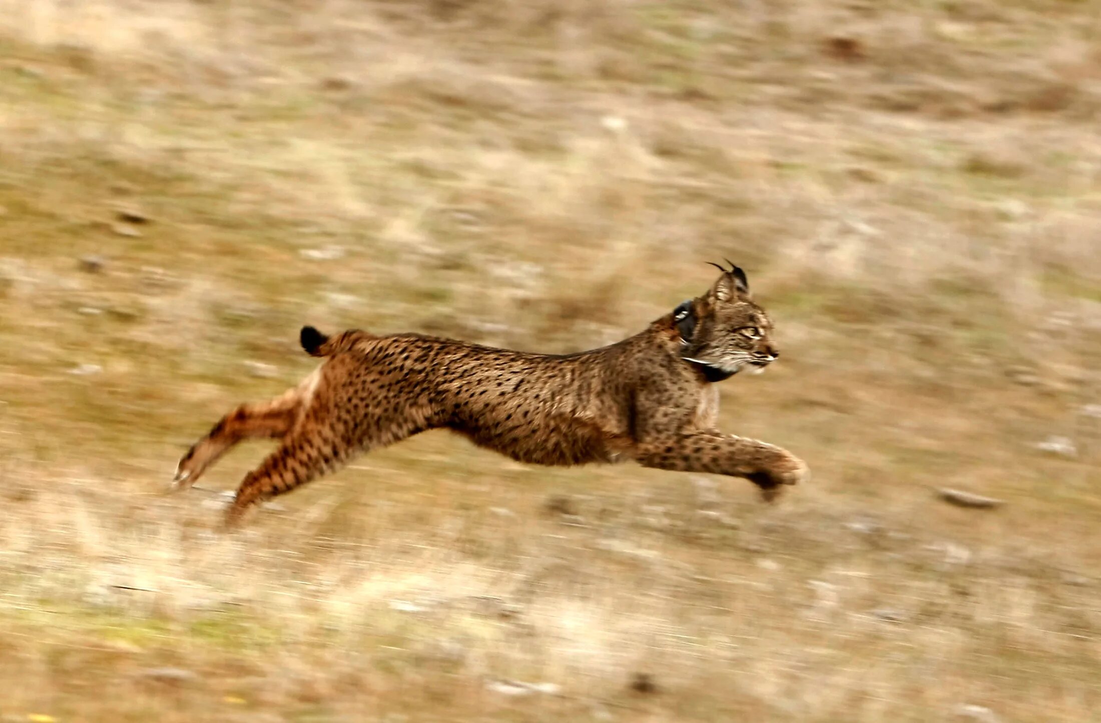 Ноги рыси. Iberian Lynx. Пиренейская Рысь. Животные в движении. Рысь в прыжке.