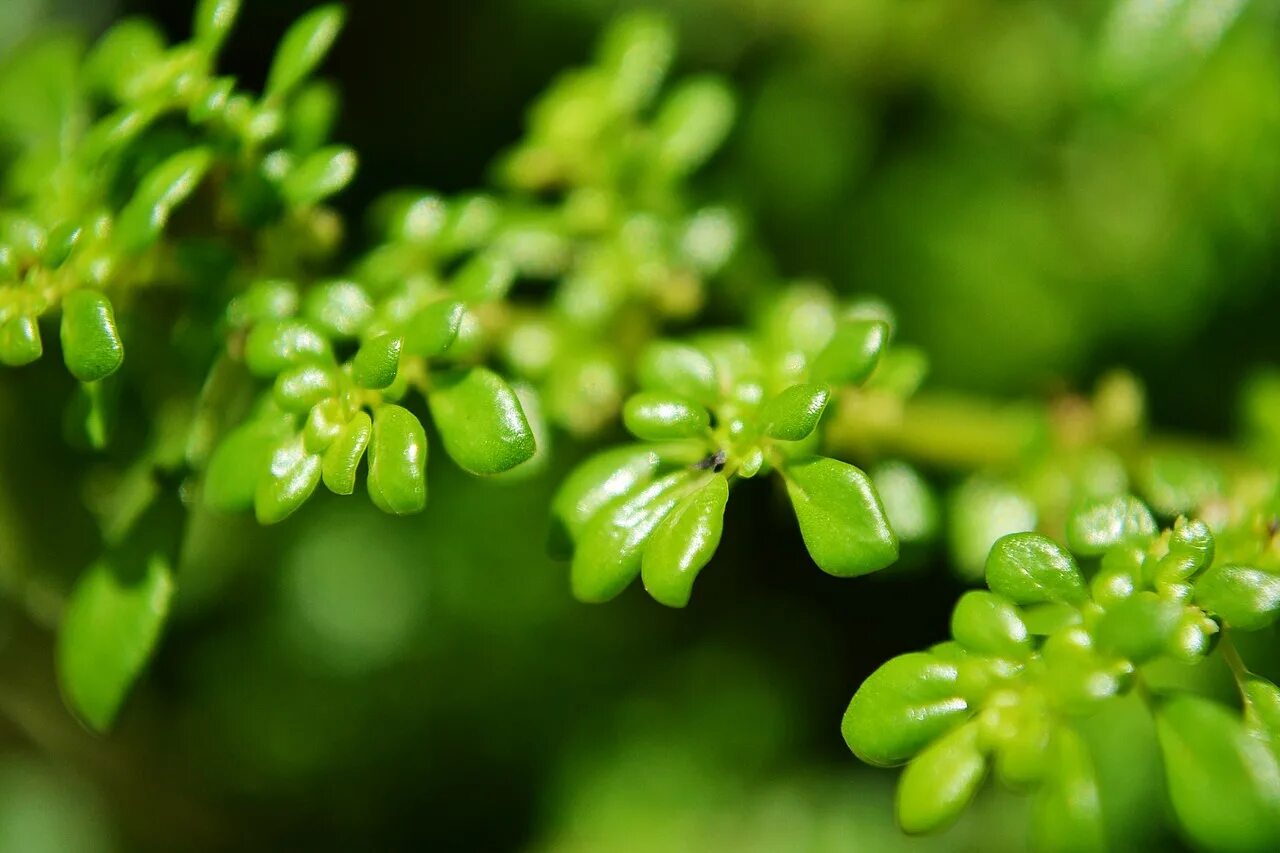 Зеленые фото. Микрозелёные растения. Суккуленты Макросъемка. Грин Тини.