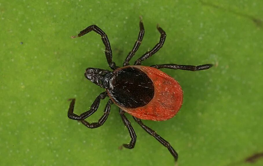 Клещ лапки. Ixodes Ricinus. Травяной клещ красный. Клещи красного цвета.