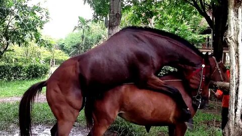 Horses mating - youtube