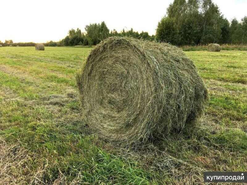 Сено в рулонах. Сено в тюках рулонах. Тюк сена вес 500кг. Сено разнотравье рулон 300 кг. Тюк 20-25кг тюк.