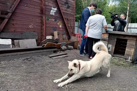 Приют ангелов