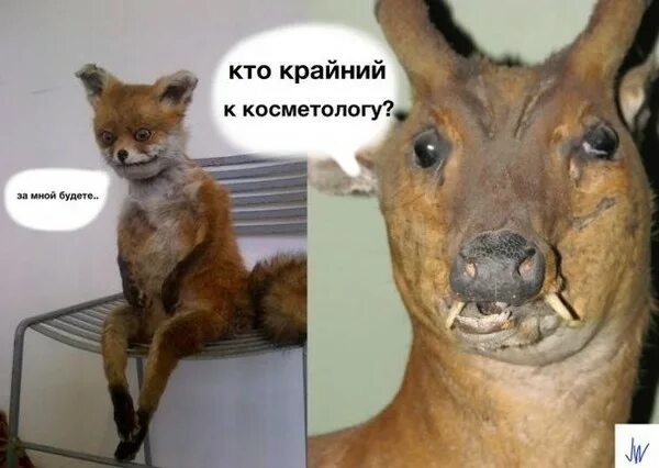 Лента по интересам - Гифки - 1407116 - Tabor.ru