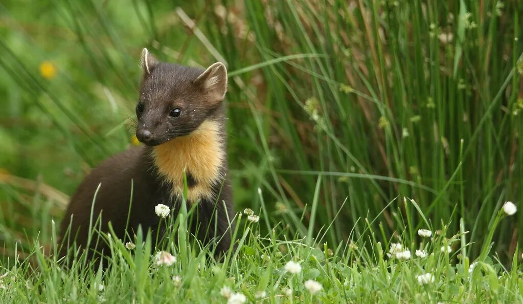 Лесная куница отряд. Лесная куница, или желтодушка (martes martes). Млекопитающие Шотландии. Marta animal. Pine Marten distribution.