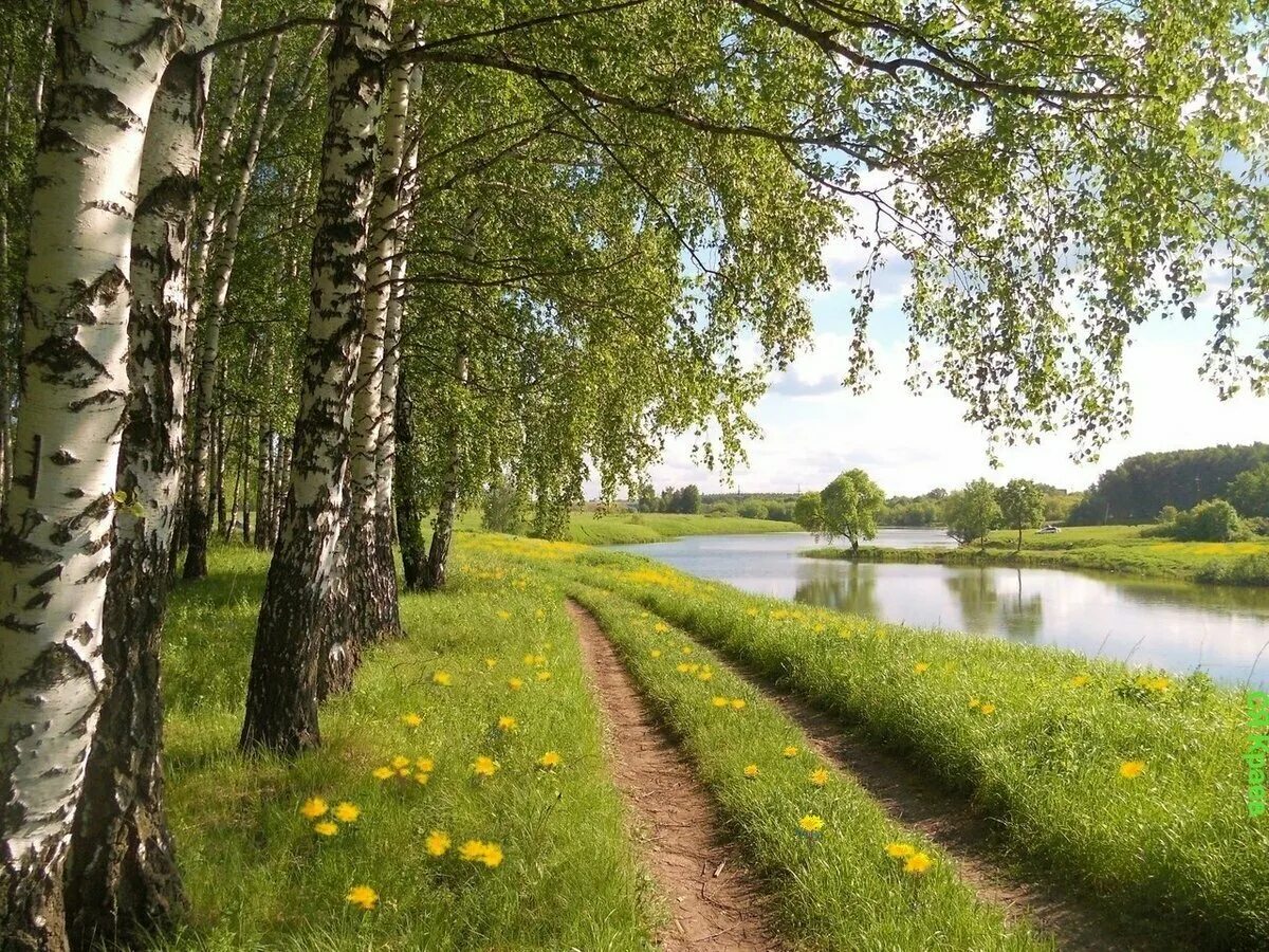 Природа летом текст. Природа россии березовая роща. берёзовая роща и река. деревня березовая роща речка. берёзки средней полосы россии.