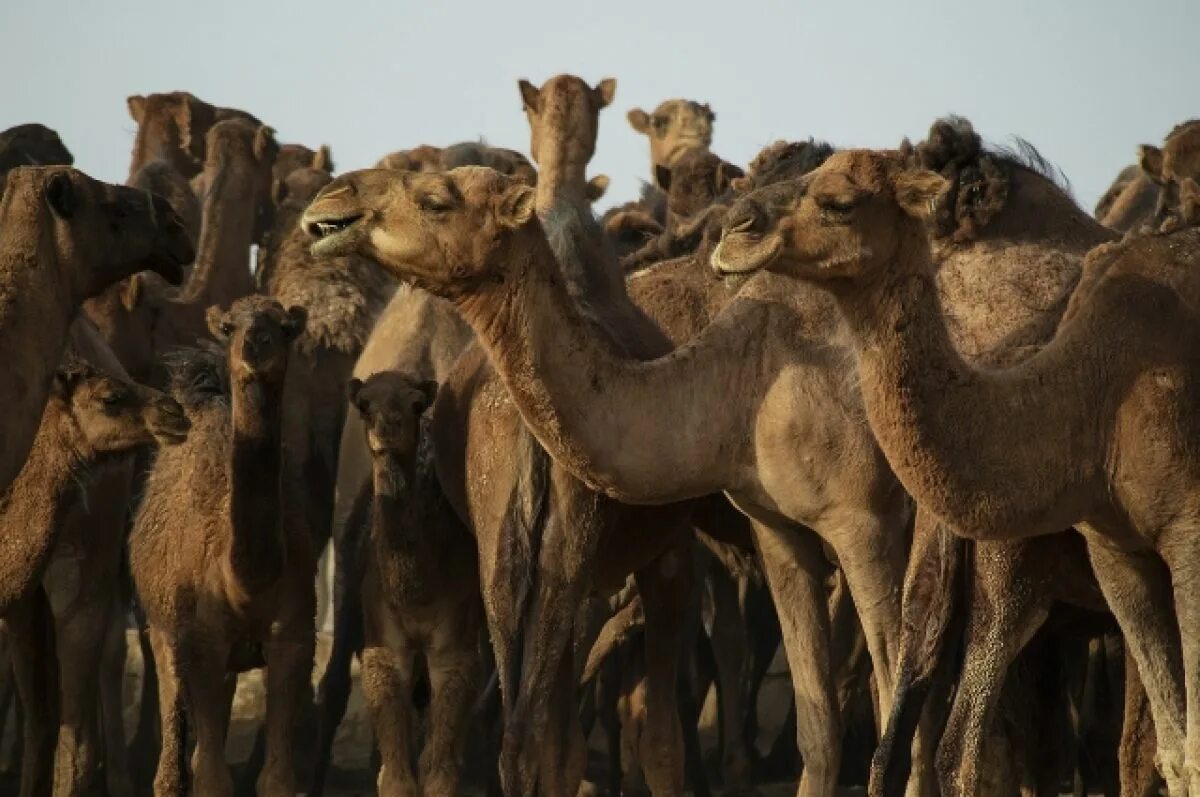 Camel group