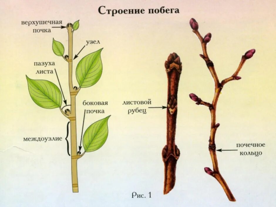 Сирень расположение листьев. ПАЗУШНАЯ почка побег стебель. Строение побега тополя. Верхушечная почка побега. Строение ветки березы с побегами.