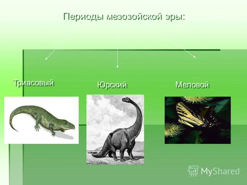 Не входит мезозойскую эру период. Не входит мезозойскую эру период. Мезозойская эра (230-67 млн. Мезозой юра животные и растения. Мезозойская эра юрский период меловой период.