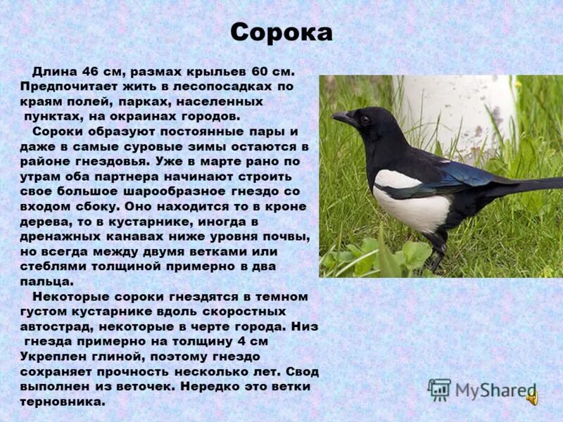 Сообщение о птице 2 класс. Информация о Сороке. Сообщение о Сороке. Описание сороки. Интересно о Сороке.