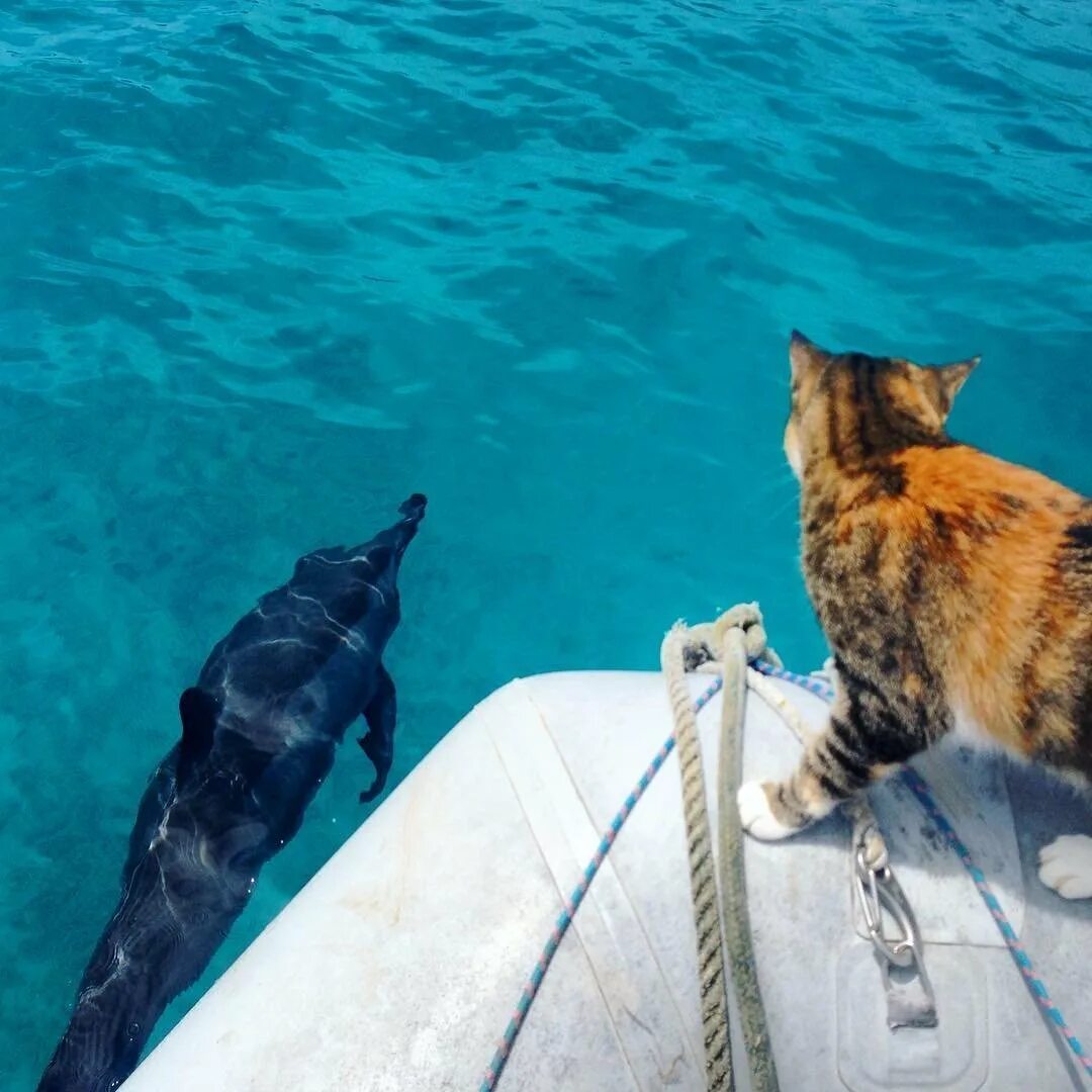 Поражение корабля котов. Кот на море. Животные на корабле. Кошка на яхте. Коты путешественники море.