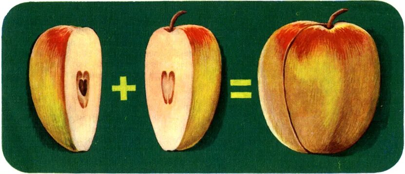 Половинка есть у яблока. Две половинки яблока. Половина яблока. Яблоко разрезанное на две части. Яблоко разрезанное пополам.