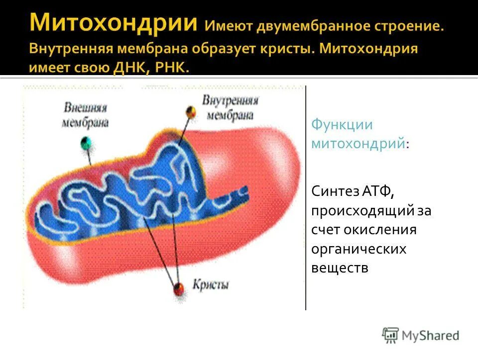 Функция митохондрий синтез