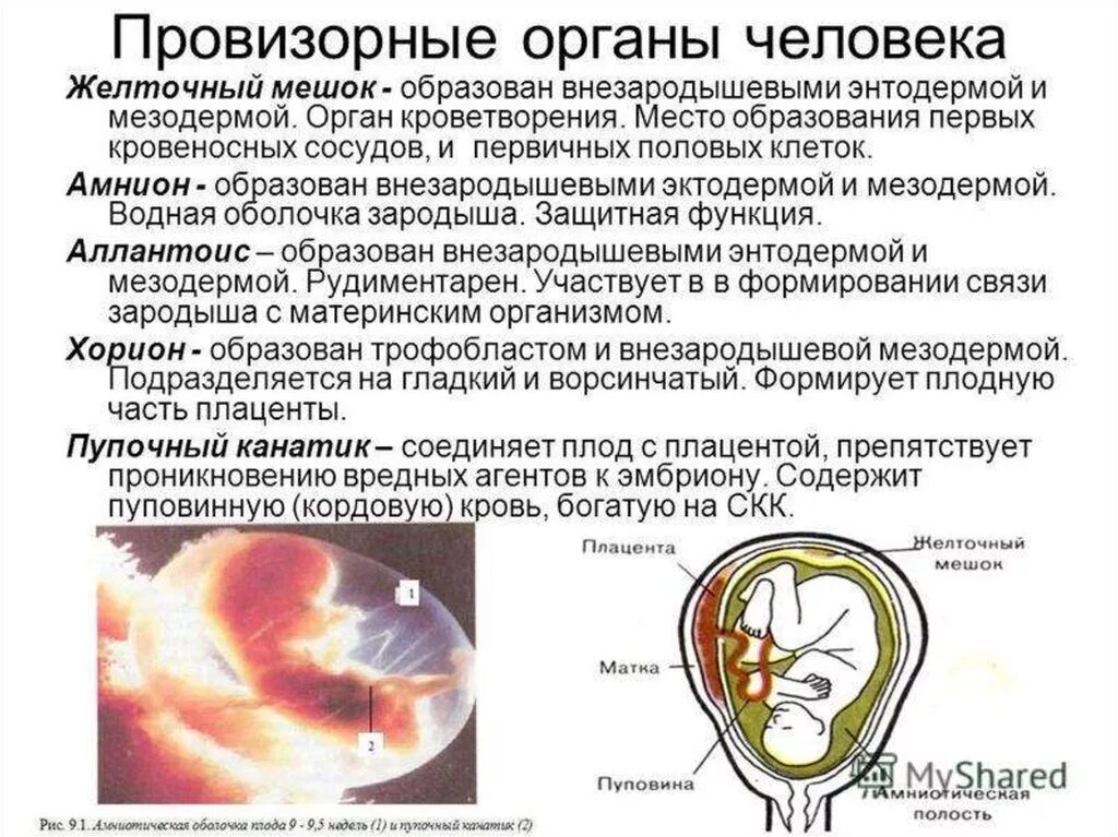 Функции хориона аллантоиса желточного мешка. Желточный мешок функции у эмбриона. Формирование хориона амниона желточного мешка аллантоиса. Функции желточного мешка у зародыша.