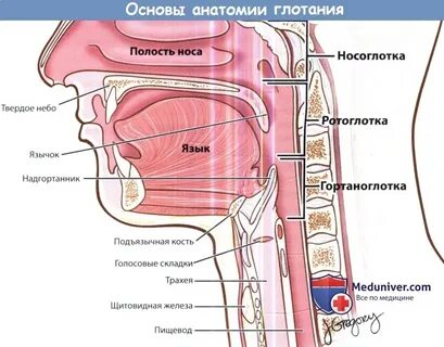 Гортаноглотка