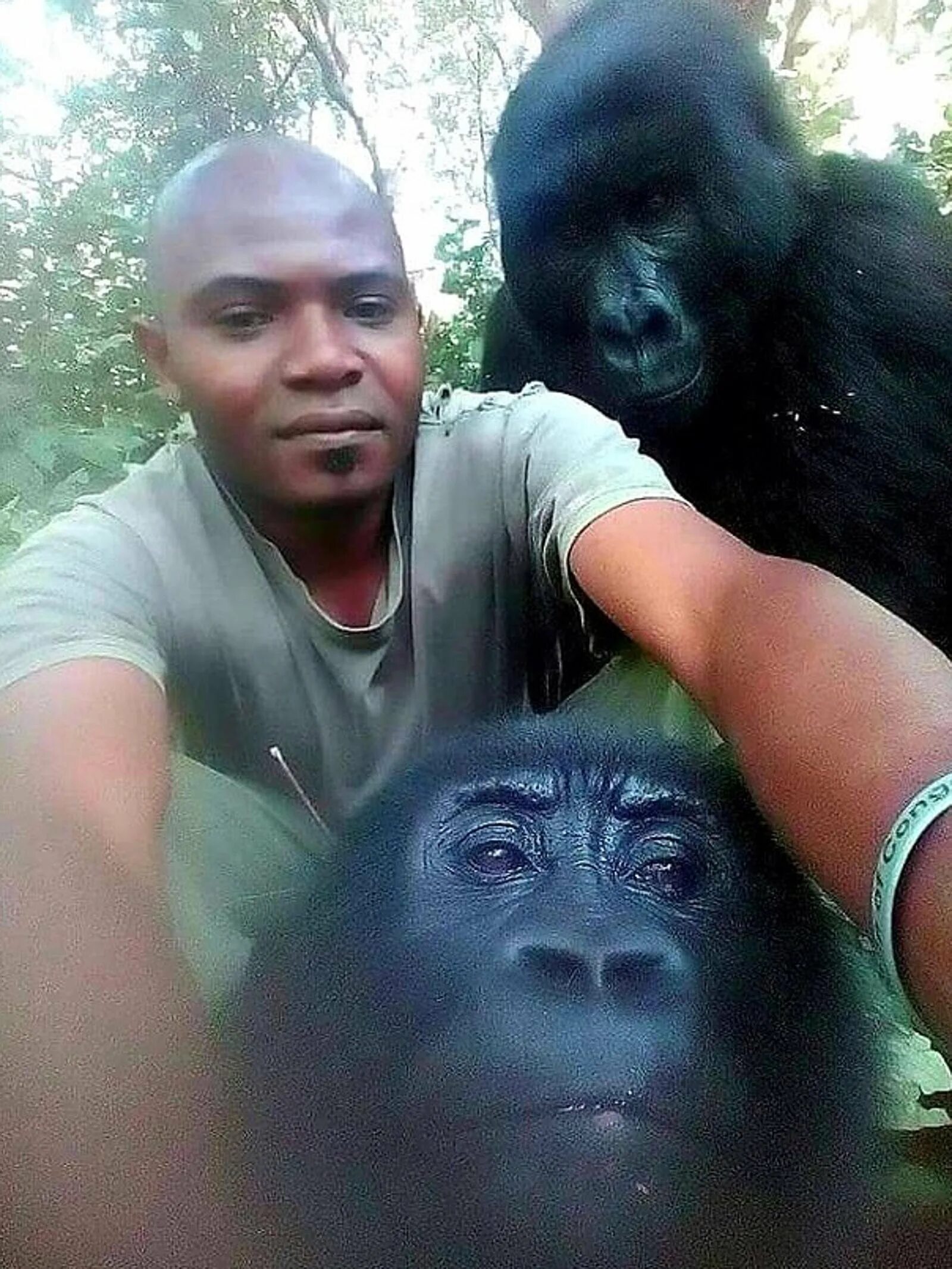 Покажи человека обезьяну. Рейнджер Матье Шамаву. Селфи с гориллами в Конго. Работники парка в Конго селфи с гориллами.