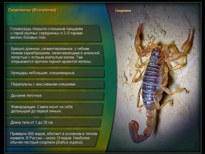 Скорпион биология. Внешнее строение скорпиона. Скорпион строение тела. Многообразие хелицеровых.