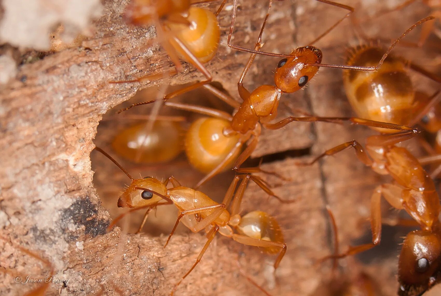 Муравьи купить озон. Муравьи Camponotus fedtschenkoi. Camponotus festinatus. Кампонотус Федченко муравьи. Camponotus piceus матка.