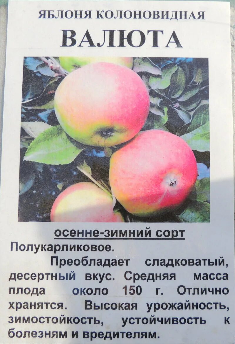 Колоновидная валюта описание – Telegraph