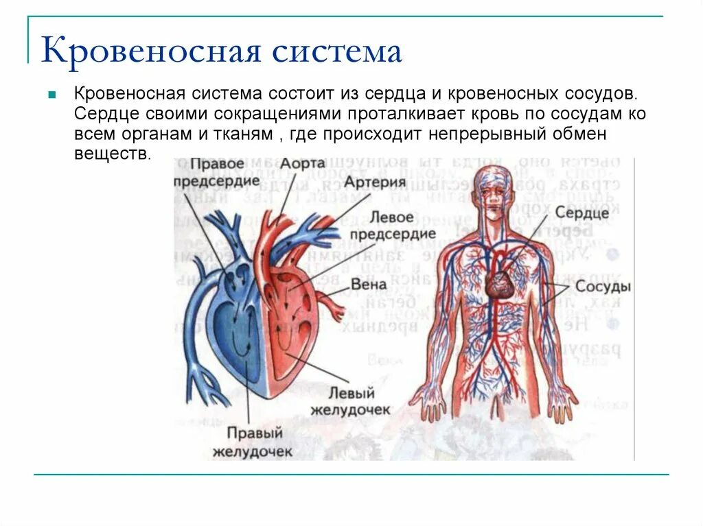 Органы чувств сердце. Кровеносная система человека схема сердце. Строение кровеносной системы системы. Кровеносная система схема 3 класс. Из чего состоит кровяная система.