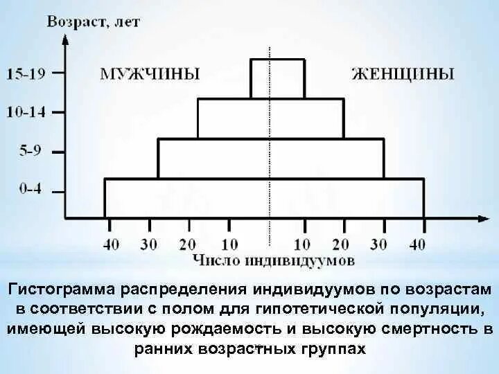 Ранняя возрастная группа. Гистограмма популяций. Распределение по возрасту в виде гистограммы. Гистограмма по полу и возрасту. Рождаемость популяции.