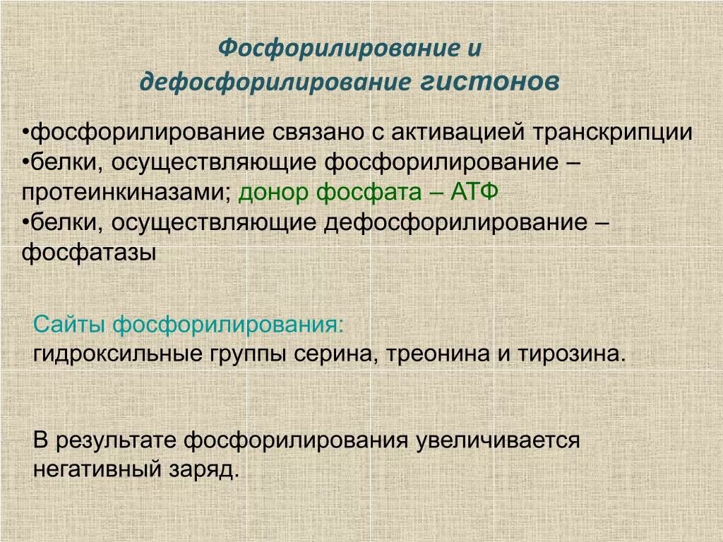 Связана с белками гистонами. Дефосфорилирование Серина. Фосфорилирование гистонов. Фосфорилирование и дефосфорилирование. Фосфорилирование – дефосфорилирование белки.