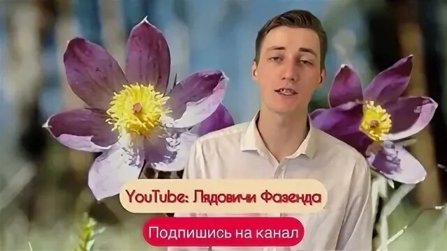 Сенюта капали слезы